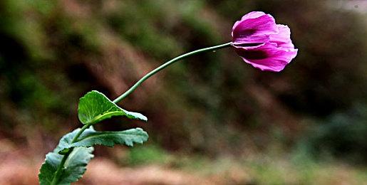 《无人深空》NS版全新预告 享受掌上带来的星空探索